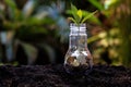 Money saving economy environment.ÃÂ  Plants growing in money coins in glass jar for investment planning travel and retirement